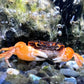 赤棕蟹 / 日本澤蟹 （ Geothelphusa dehaani ）可全水養