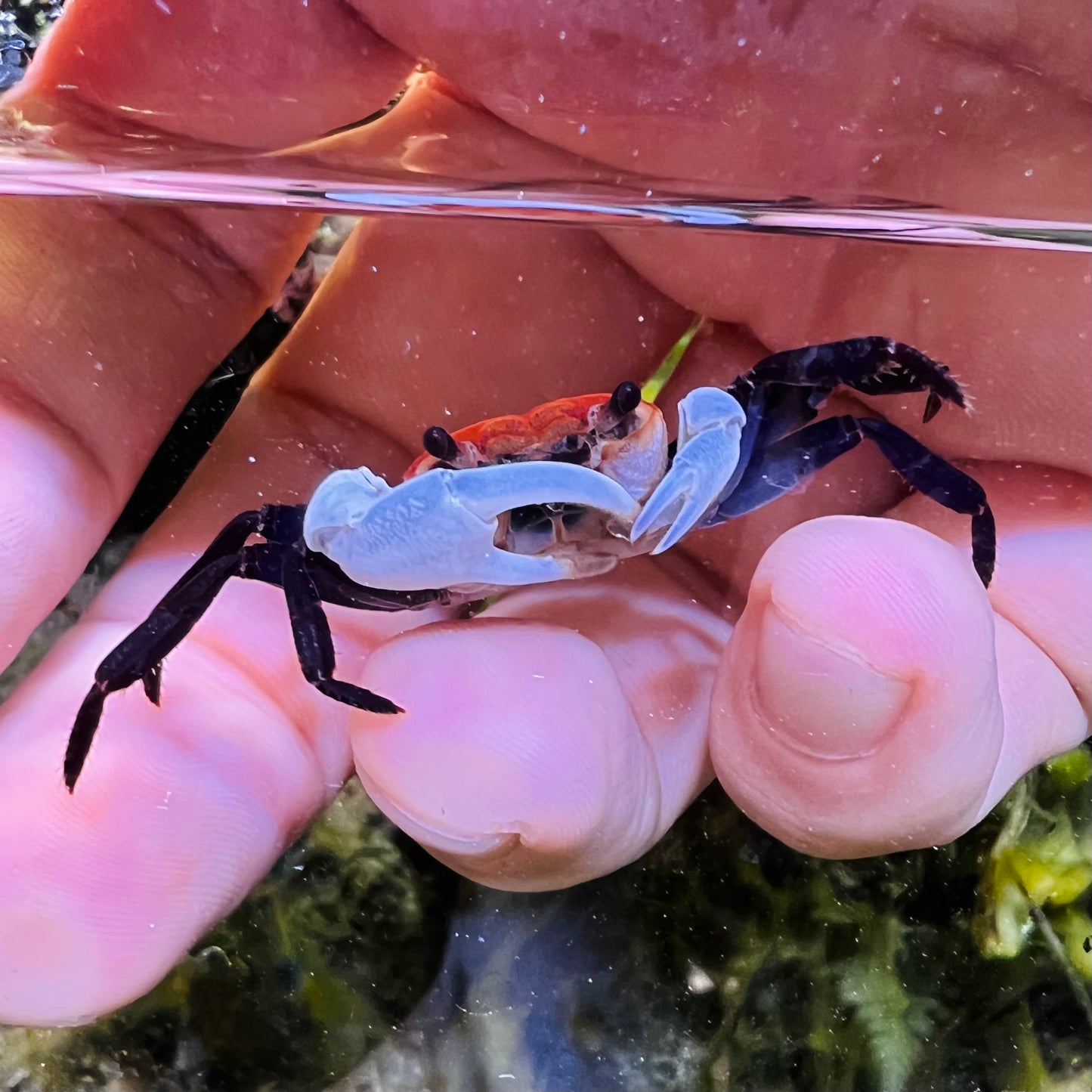 藍天忍者蟹（可全水養）Skyblue Ninja Crab（ Lepidothelphusa sp ）