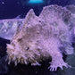 淡水五腳虎魚 / 鮟鱇魚 Freshwater frogfish （ Antennarius biocellatus ）-需預訂