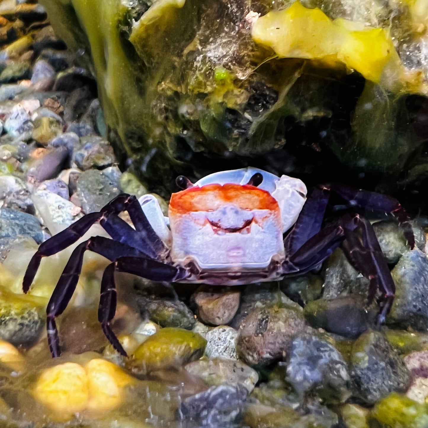 藍天忍者蟹（可全水養）Skyblue Ninja Crab（ Lepidothelphusa sp ）