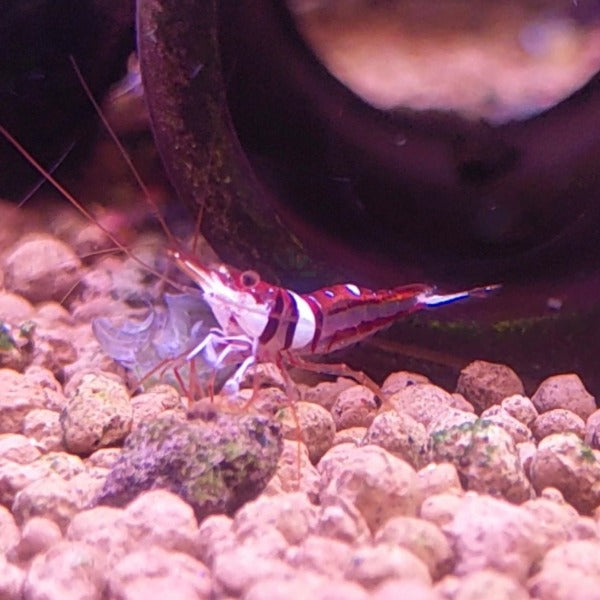 可樂蘇蝦 Harlequin Shrimp ( Caridina Spongicola )
