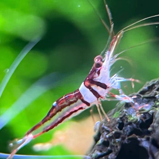 可樂蘇蝦 Harlequin Shrimp ( Caridina Spongicola )