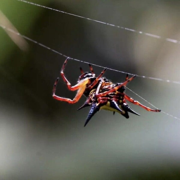 哈氏棘腹蛛 Hasselt's Spiny Spider ( Gasteracantha hasselti )
