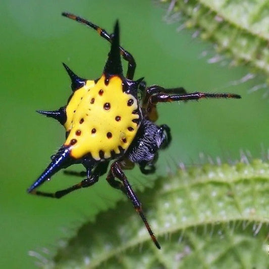 哈氏棘腹蛛 Hasselt's Spiny Spider ( Gasteracantha hasselti )