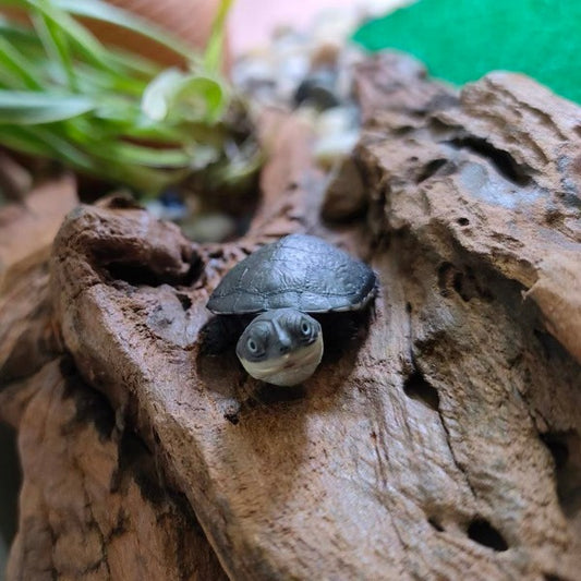 沼澤側頸龜 Helmeted Turtle( Pelomedusa subrufa )