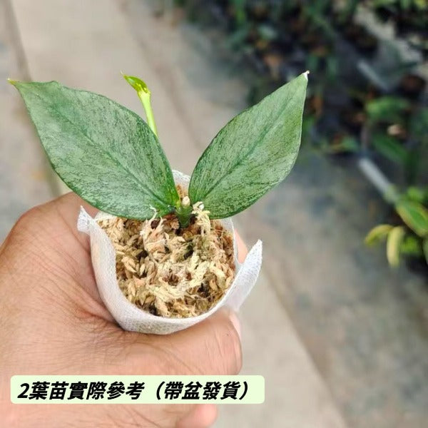 銀斑魚尾球蘭（ Hoya polyneura ‘ Broget ’ ）