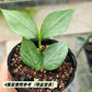 銀斑魚尾球蘭（ Hoya polyneura ‘ Broget ’ ）