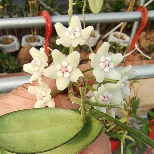 四川球蘭（ Hoya sichuanensis ）