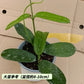 墨脫球蘭（ Hoya sp. motuoensis ）