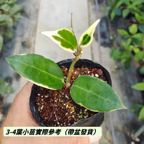 羊脂玉外錦球蘭（ Hoya verticillata ‘ Yangzhi ’ albomarginata ）