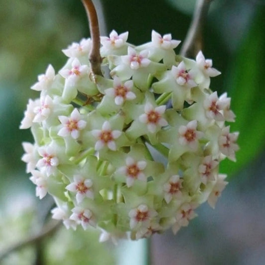 羊脂玉外錦球蘭（ Hoya verticillata ‘ Yangzhi ’ albomarginata ）
