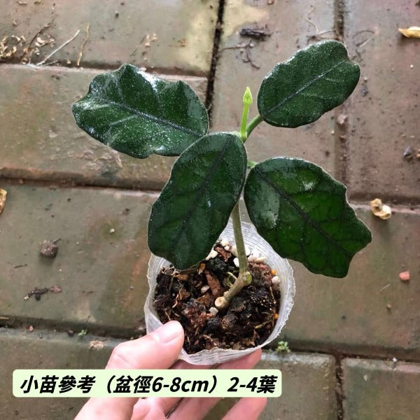 大方葉球蘭（ Hoya villosa ）