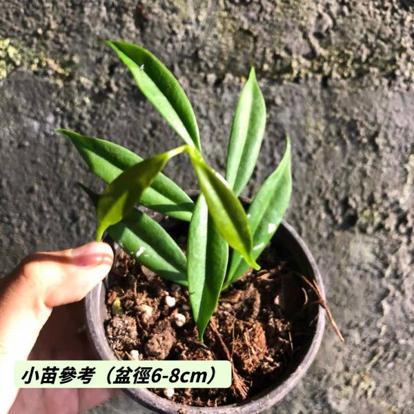 玉碗球蘭（ Hoya yingjiangensis ）