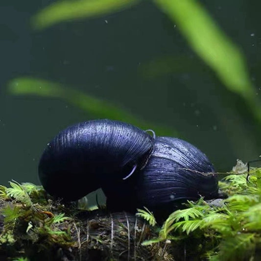黑金剛螺 Black Military Helmet Snail ( Neritina pulligera ) 刷缸神器