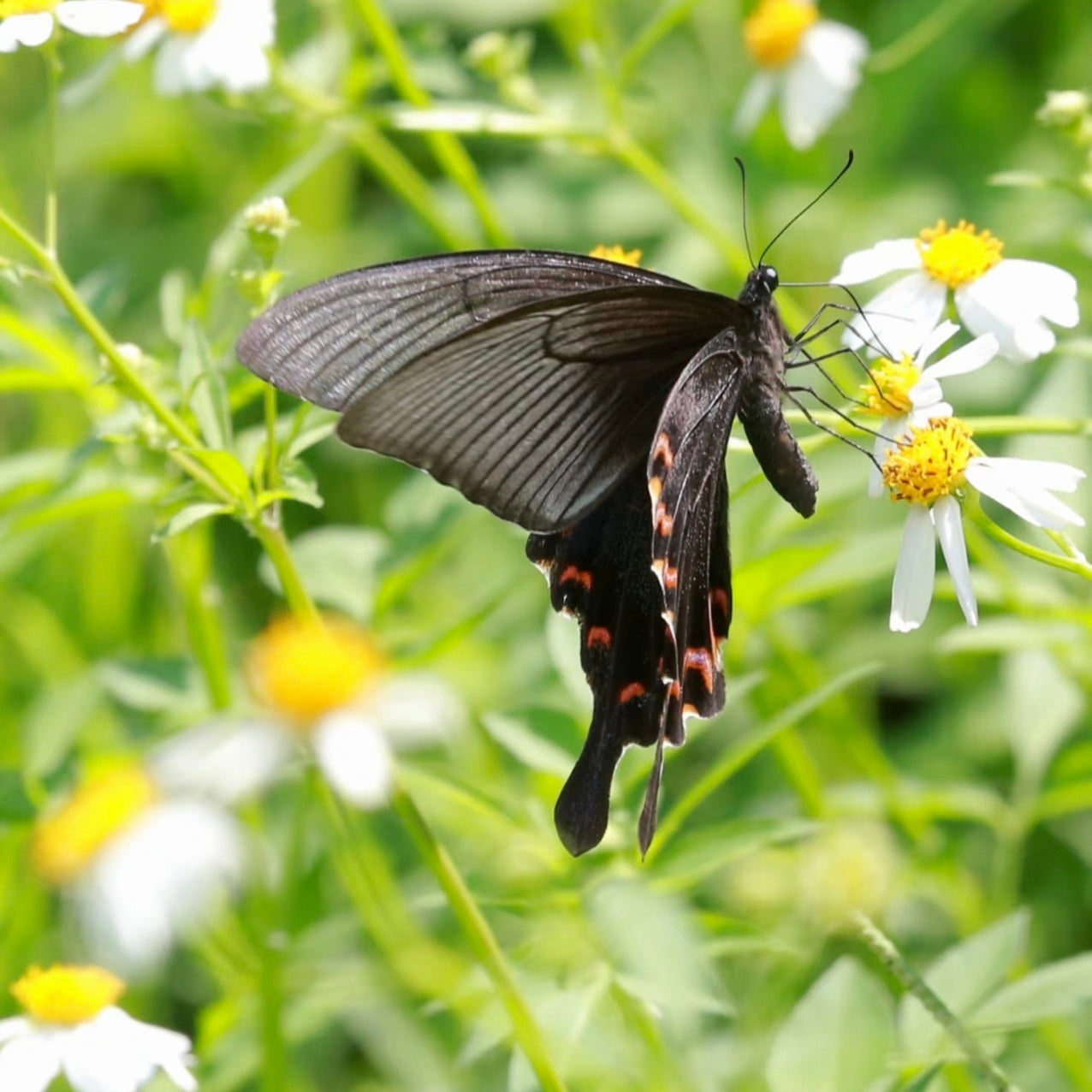 Butterfly - 森流GreenFlow - Flora and Fauna Landscape Design