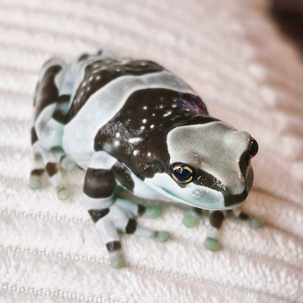 牛奶蛙/牛奶樹蛙（Trachycephalus resinifictrix）