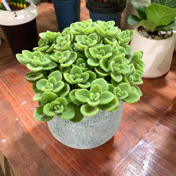 碰碰香 Plectranthus ' Cerveza'n Lime '