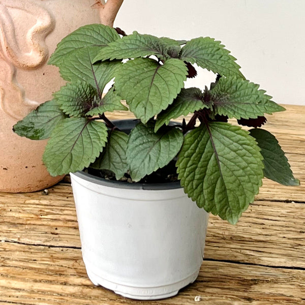 紫蘇盆栽 Perilla frutescens(Perilla)