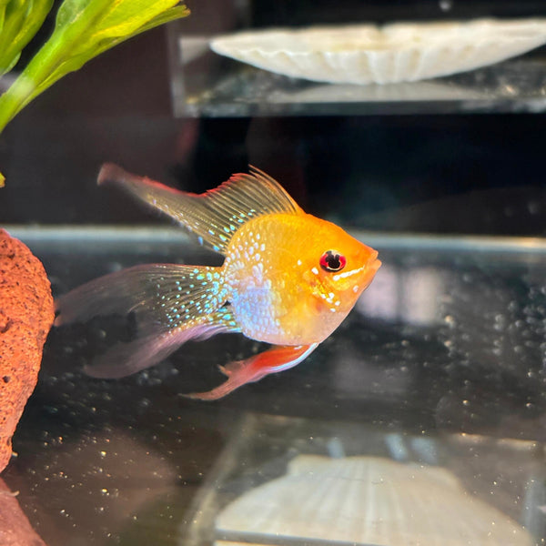 長尾金波子  Papiliochromis ramirezi（Long-fin Ram Cichlid）