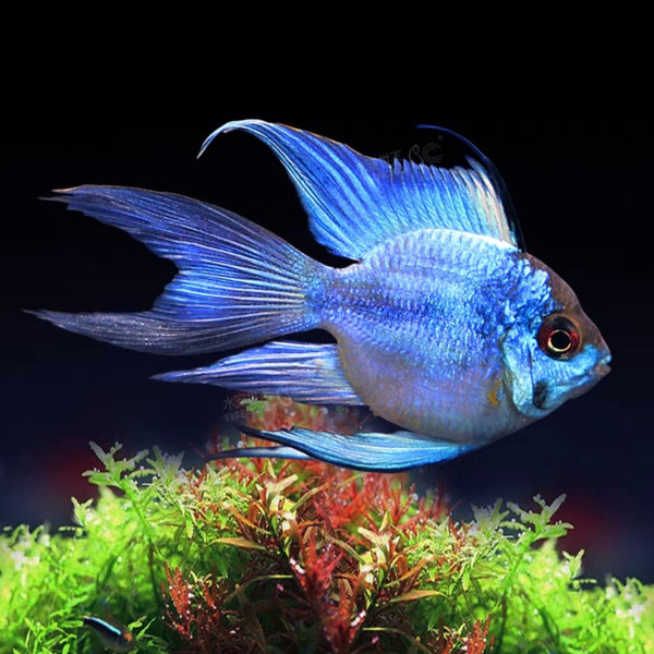 長尾阿凡達藍波子 Papiliochromis ramirezi（long-fin Blue Ram）