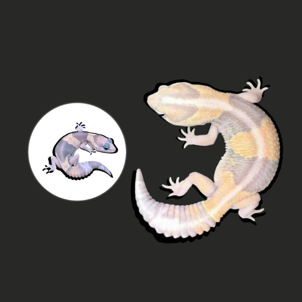 幽靈肥尾守宮 Ghost African Fat-Tailed Geckos（ Hemitheconyx caudicinctus ）