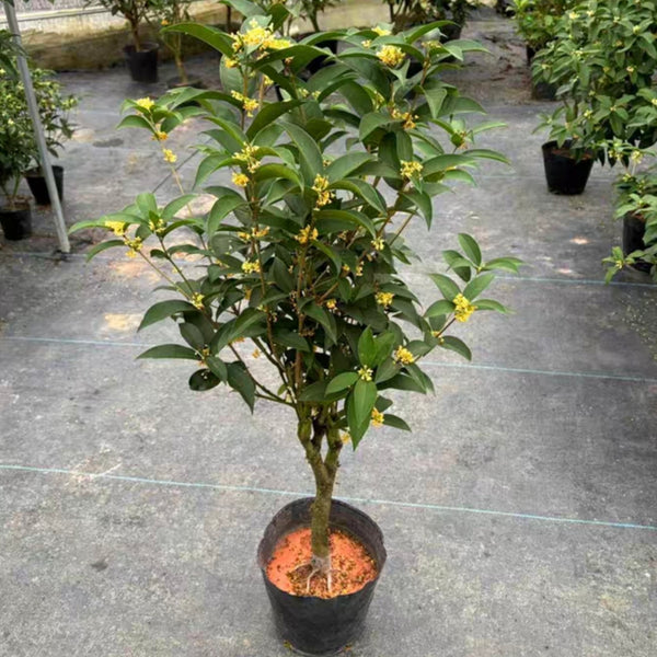 天香臺閣 Osmanthus fragrans 'Tian Xiang Tai Ge'（Sweet Osmanthus 'Tian Xiang Tai Ge'）