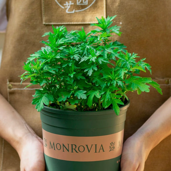 艾草 Artemisia argyi（Argy Wormwood）