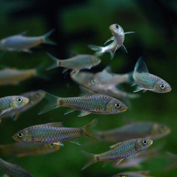 亨氏青吉羅-小型吉羅  （Neolissochilus hendersoni）