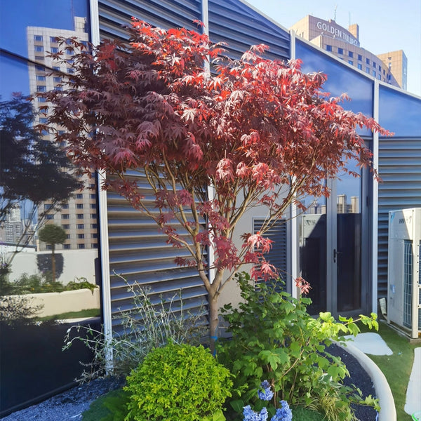 紅楓樹/紅舞姬 適合庭院陽臺擺放（Acer palmatum）