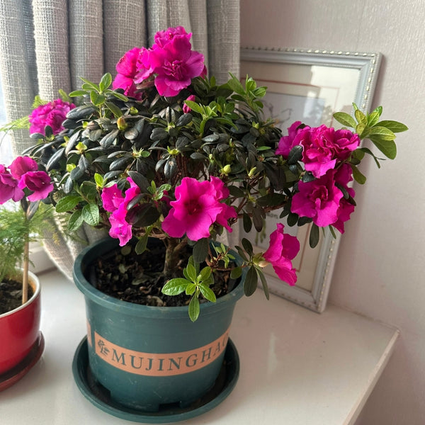 紫色杜鵑 花期春季至初夏 （Rhododendron 'Purple Splendour'）