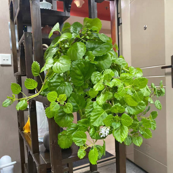 瑞典常青藤/如意蔓 Plectranthus australis