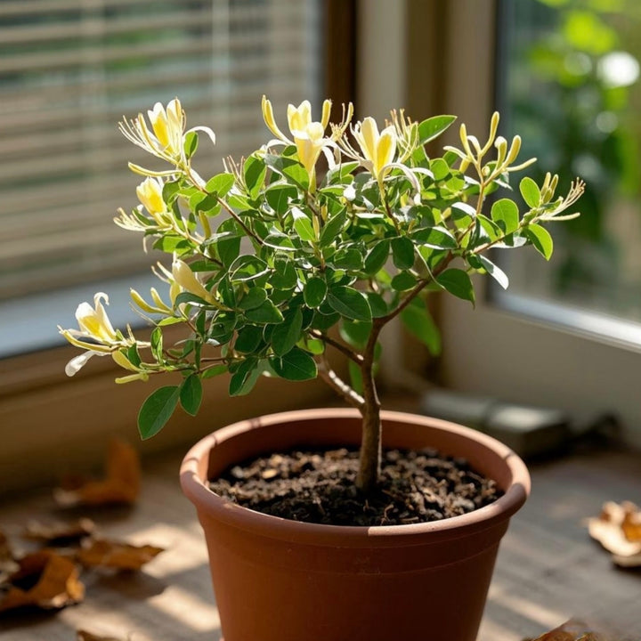 honeysuckle plant indoors Honeysuckle - SenFlow GreenFlow - Aquatic Plant and Landscape Design Store – 森流 GreenFlow