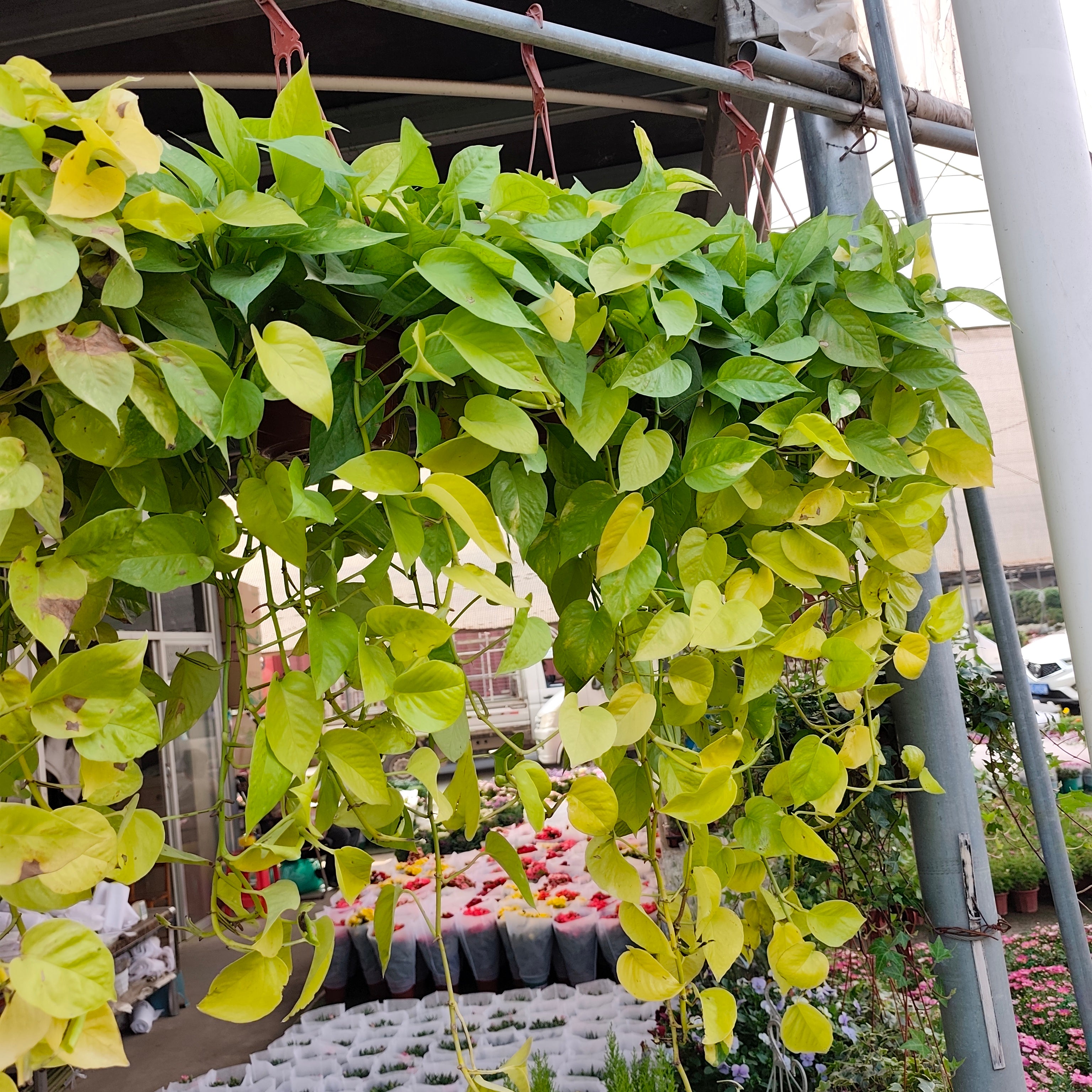 檸檬汁蔓綠絨 Lemon Lime Philodendron(Philodendron hederaceum ‘Lemon Lime ...