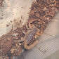 海南雙針蠍 （ Isometrus maculatus ）