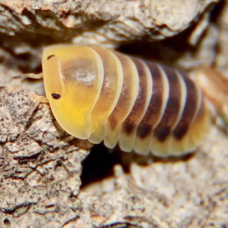 木星鼠婦 Jupiter Isopods（ Cubaris sp.‘ Jupiter ’ ）