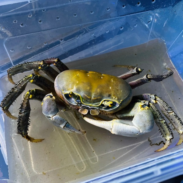 關氏圓軸蟹 Land Crab ( Cardisoma guanhumi )