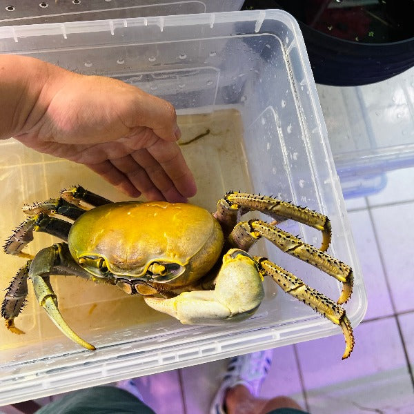 關氏圓軸蟹 Land Crab ( Cardisoma guanhumi )