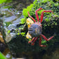 白臂糖果惡魔蟹 Mandarin Vampire Crab White Arm（ Geosesarma notoohorum ）