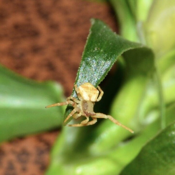 角紅蟹蛛 Masked Crab Spider ( Thomisus labefactus )