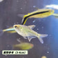 南美鑽石燈魚 ( Moenkhausia pittieri )*3條