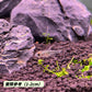 南美鑽石燈魚 ( Moenkhausia pittieri )*3條