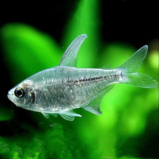 South American diamond lantern fish (Moenkhausia pittieri)*3