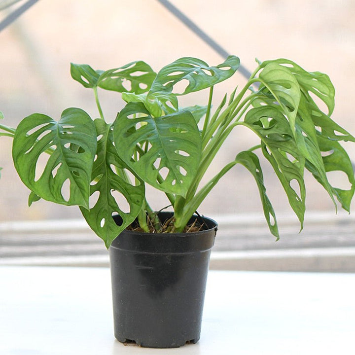 swiss cheese plant 中文 仙洞龜背芋Swiss Cheese Plant ( Monstera adansonii ) - 森流GreenFlow