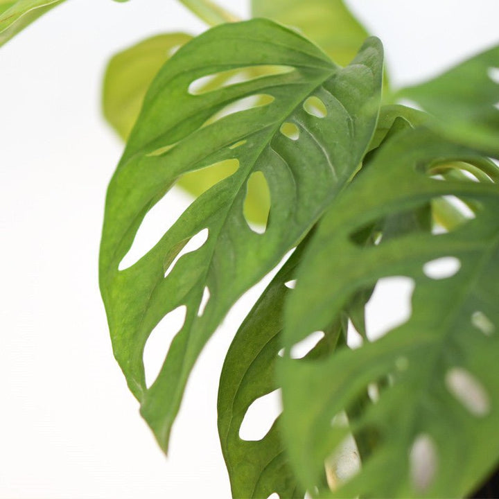 monstera adansonii 中文 仙洞龜背芋Swiss Cheese Plant ( Monstera adansonii ) - 森流GreenFlow