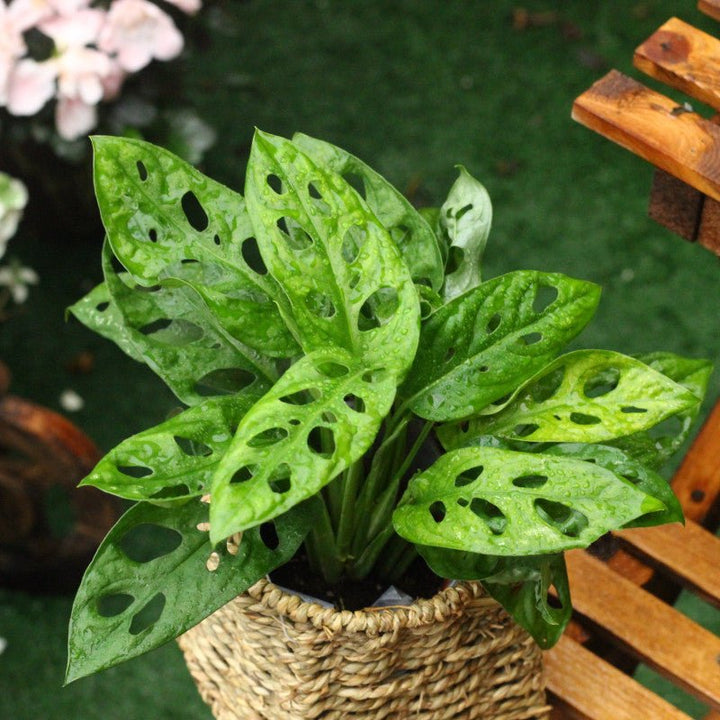 monstera adansonii 中文 仙洞龜背芋Swiss Cheese Plant ( Monstera adansonii ) - 森流GreenFlow