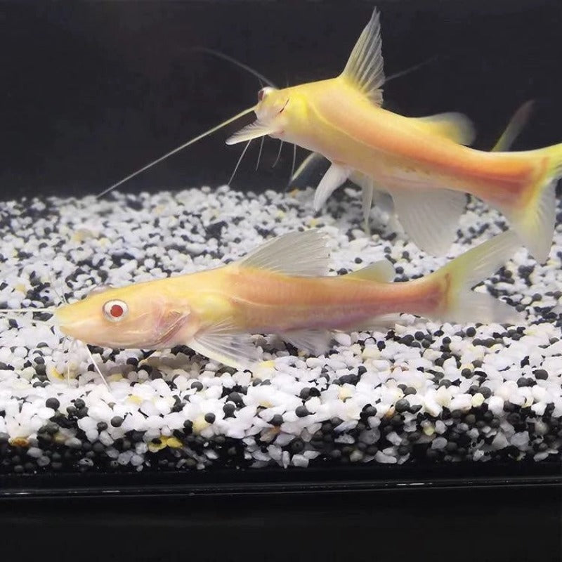 金絲貓魚（ Mystus wyckioides albino）