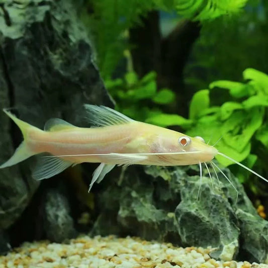 金絲貓魚（ Mystus wyckioides albino）