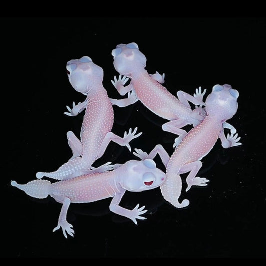 Tumor-tailed Gecko-Albino Streakless NLP (Nephrurus Levis pilbarensis)
