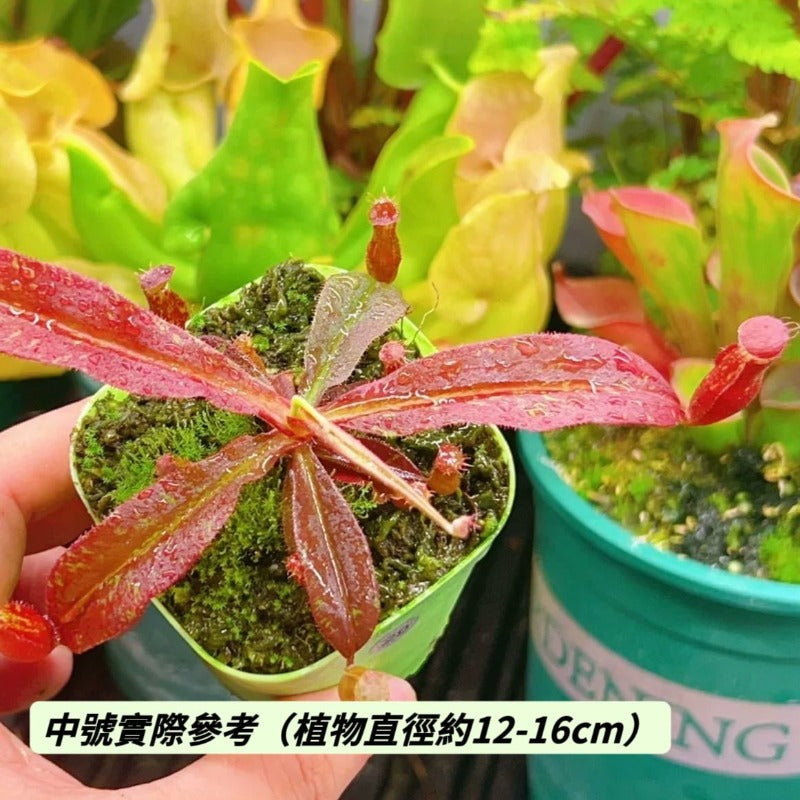 紅瓶奇異豬籠草（Nepenthes mirabilis red）