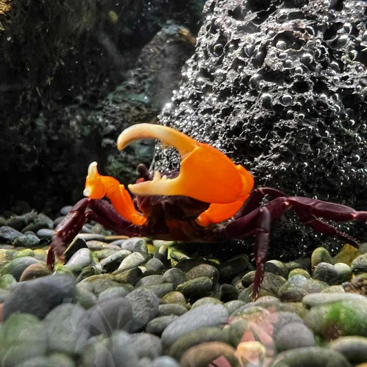 橙刀忍者蟹 Orange Arm Ninja Crab ( Lepidothelphusa sp orange )
